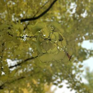 嫩草网站在我进入
